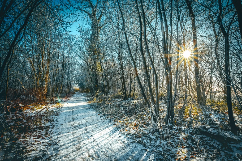 Snowy woodland walderslade
